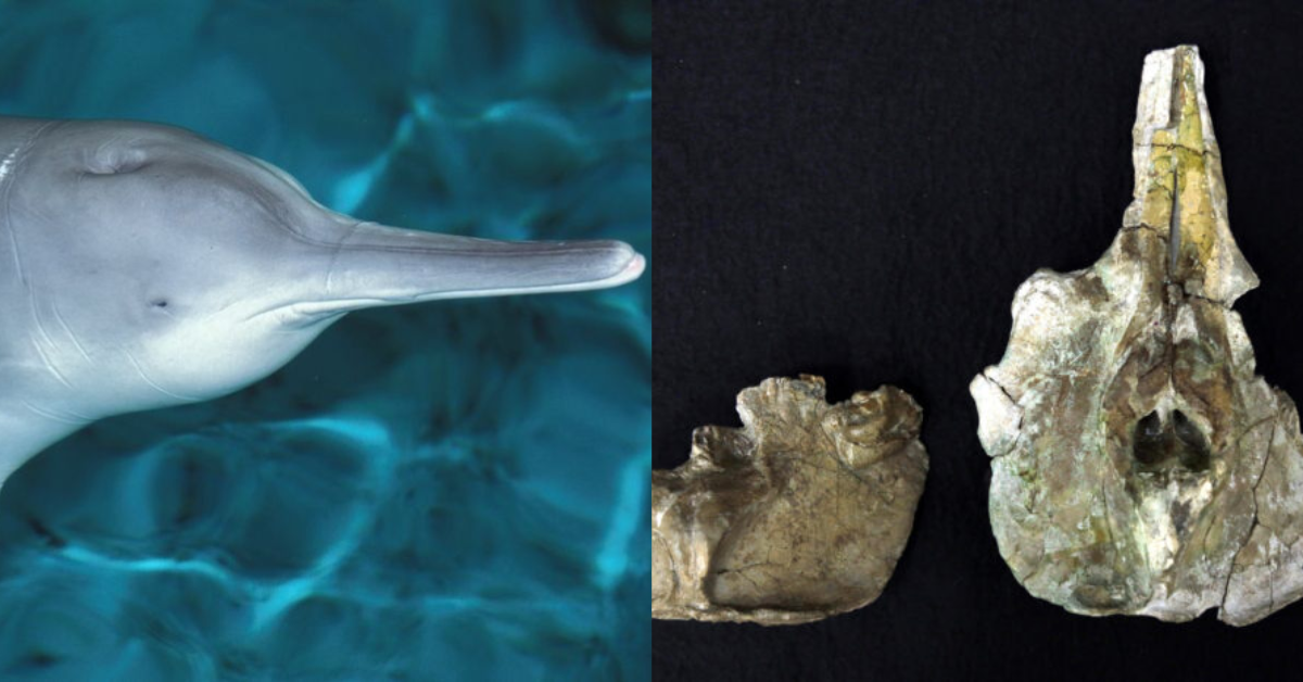 Hallan fósil de delfín baiji más antiguo, de hace más de 11 millones de años