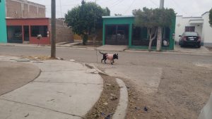 Perros callejeros se convierten en peligro; atacaron a adulto mayor