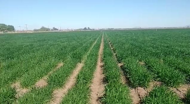 Productores exigen cambios estructurales para el campo