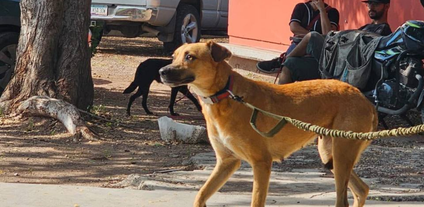 Tendrá Centro de Control y Atención Animal quirófano móvil