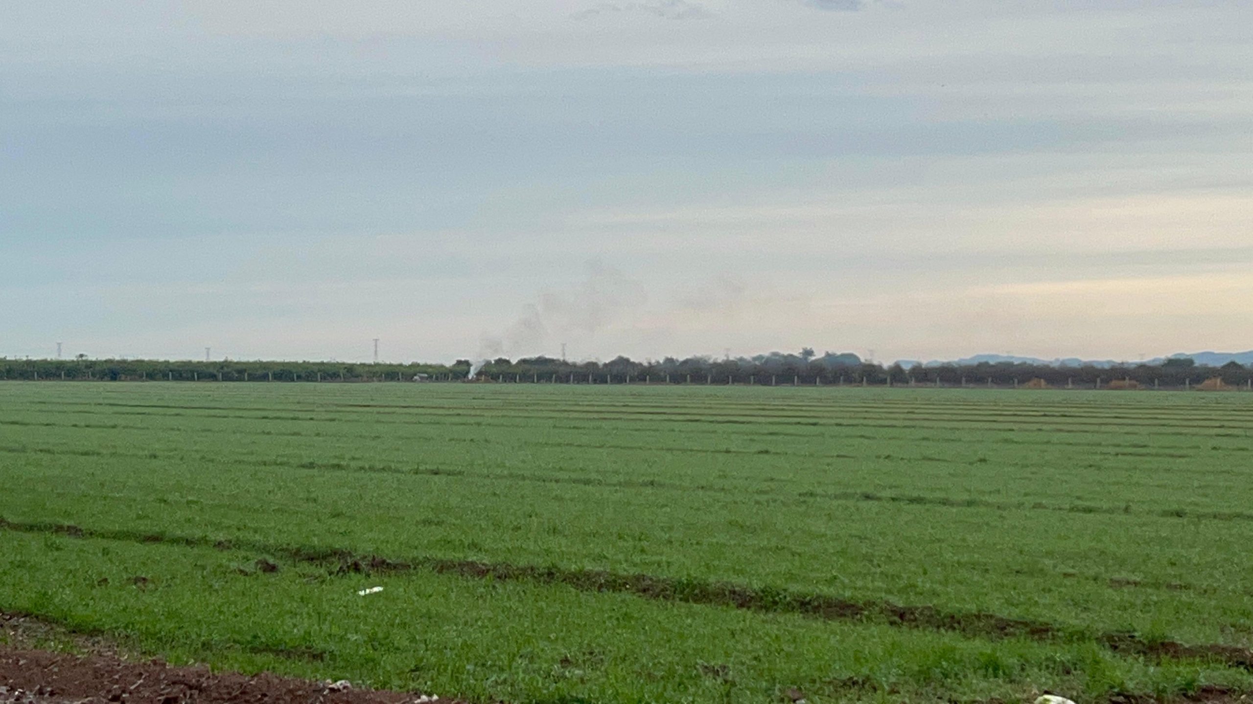 Alertan a productores de trigo por posibles plagas