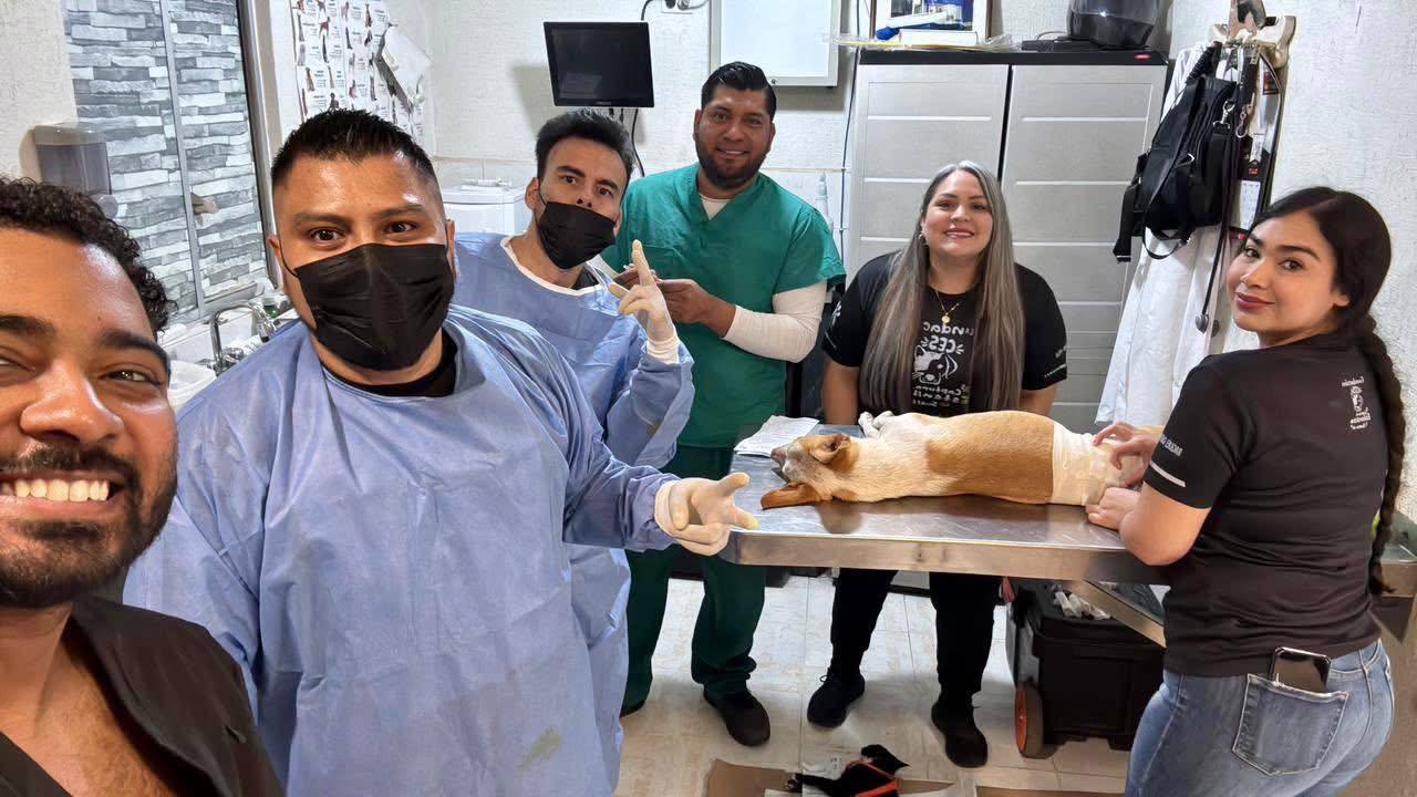 Realizan 163 esterilizaciones en febrero