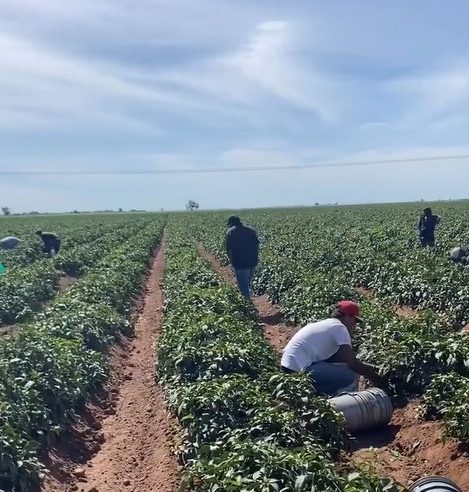 Jornaleros solicitan despensas y respaldo del gobierno