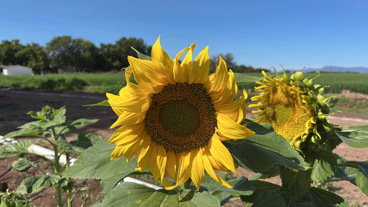 Implementan cultivo experimental de girasol en TecNM Campus Valle del Yaqui