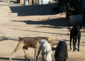 Denuncian falta de avances en programa de bienestar animal
