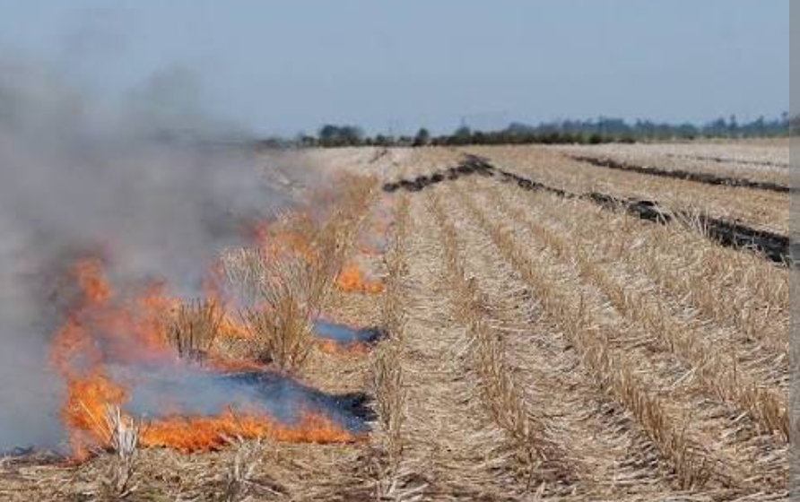 Piden frenar quemas agrícolas en la Región del Mayo