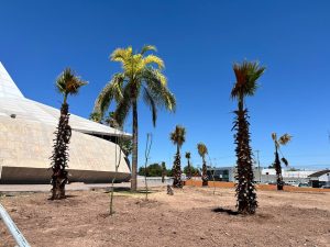 Buscan reforestar jardineras de Catedral