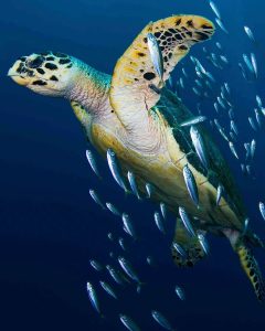 CELEBRAN DÍA MUNDIAL DE LAS TORTUGAS MARINA