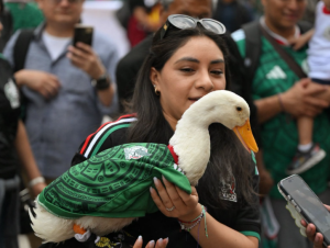 Invitará Sheinbaum a mañanera al pato ‘Merlín’