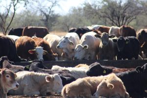 Crisis del gusano barrenador golpea al sector ganadero