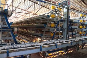 Producción de huevo en Sonora mantiene crecimiento sostenido y fortalece la seguridad alimentaria