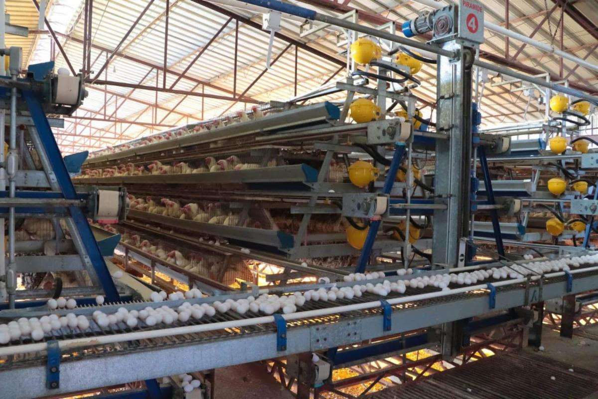 Producción de huevo en Sonora mantiene crecimiento sostenido y fortalece la seguridad alimentaria