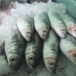Beneficiará temporada de liseta a pescadores