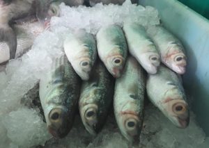 Beneficiará temporada de liseta a pescadores
