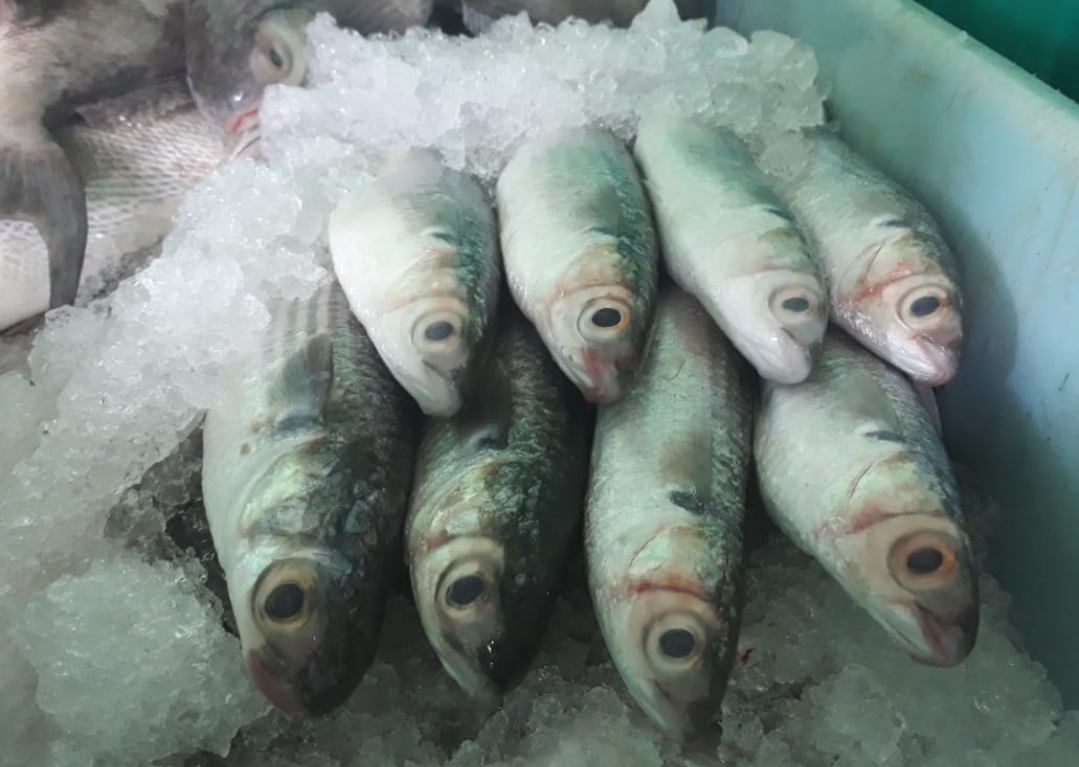 Beneficiará temporada de liseta a pescadores
