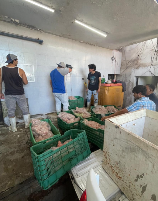 Aseguran 395 kilos de tilapia durante operativo contra la pesca ilegal en El Oviáchic