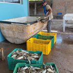Arranca temporada de jaiba con capturas de entre 20 y 60 kilos por jornada