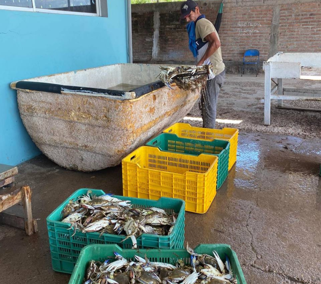 Arranca temporada de jaiba con capturas de entre 20 y 60 kilos por jornada
