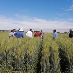 Impulsan adaptación del trigo en Sonora