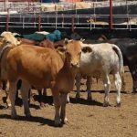 Ganaderos celebran reapertura fronteriza; esperan acelerar exportaciones de ganado