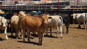 Ganaderos celebran reapertura fronteriza; esperan acelerar exportaciones de ganado