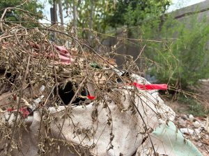Región del Mayo, entre las más af3 ctadas por el dengue en Sonora; cuatro municipios aparecen en el Top 10