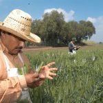 Preparan dispersión de apoyos a productores de Sonora