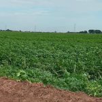 Siembra de algodón en el Valle del Yaqui alcanza las 900 hectáreas