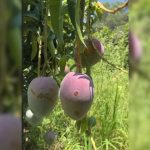 Inicia corte de mango en el Valle del Yaqui