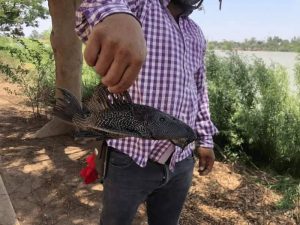 Iniciará esta semana extracción del ‘pez diablo’ en la Laguna del Náinari