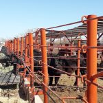 Sonora reactiva exportación de ganado a Estados Unidos por Agua Prieta