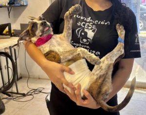 Fundación CES cierra agosto con 149 esterilizaciones de perros y gatos