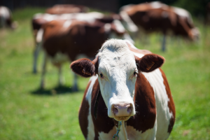 Senasica asegura que el gusano barrenador está controlado pese a nuevos casos