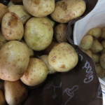 Productores denuncian ingreso irregular de papa estadounidense en Sinaloa