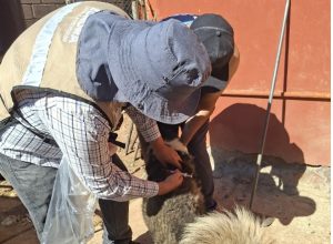 Refuerza Salud Sonora acciones para prevenir la rickettsia con más de 3 mil perros ectodesparasitados