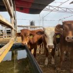 Primer caso de gusano barrenador en Sonora activa operativo de contención: UGRS