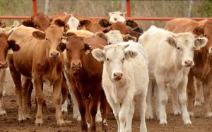 El gusano barrenador avanza en México y sólo dos estados permanecen libres de la plaga