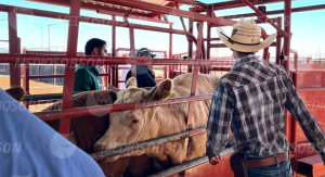 Abren la frontera al ganado sonorense y refuerzan controles sanitarios para mantener la exportación