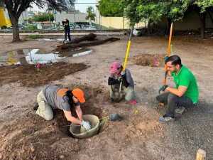 Refuerzan área reforestada tras d4ños ocasionados por automovilistas en Hermosillo