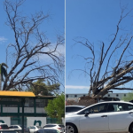 En ri3sgo de caída más árboles sobre la Calzada Villanueva