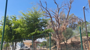 Retiran más de 150 árboles de riesgo en el Parque Infantil y la Laguna del Náinari