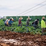 Redadas migratorias ponen en riesgo las cosechas del sur de Texas