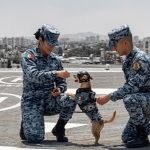 Día Mundial del Perro Adoptado: Chihuahua, el lomito adoptado por la Guardia Nacional