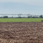 Proyectan sembrar 50% de superficie en el Valle del Yaqui