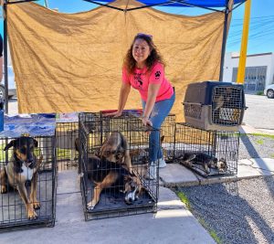 Fundación CES supera las 9 mil esterilizaciones de perros y gatos
