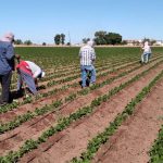 Prevén adelantar siembra de 2 mil 500 hectáreas en el Valle del Mayo