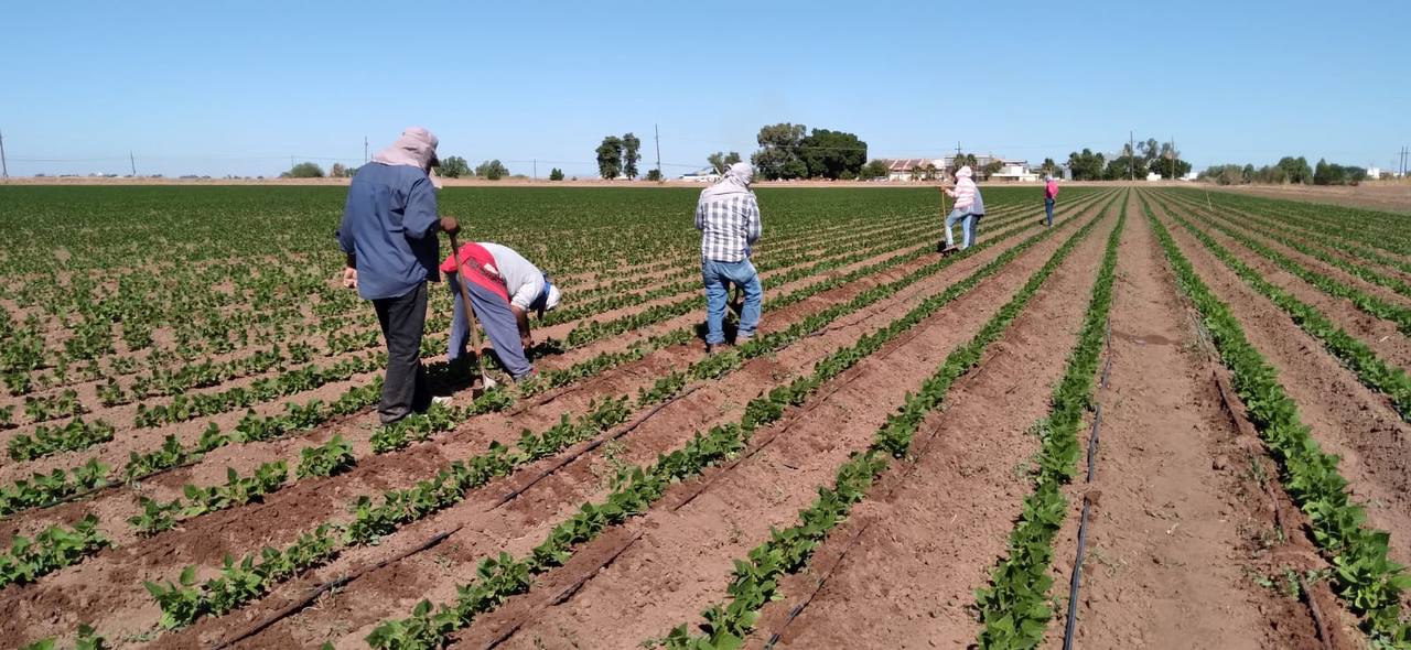 Prevén adelantar siembra de 2 mil 500 hectáreas en el Valle del Mayo