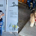 Buscan padrinos para esterilizar a 100 perros y gatos en situación de calle