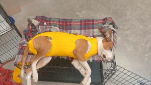 Kuaan Mani solicita apoyo para salvar a dos perritas rescatadas