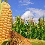 México llegará al Día Nacional del Maíz con una baja producción
